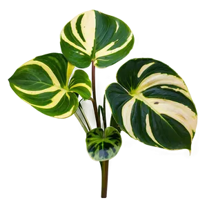 Variegation Preservation In Pothos PNG Jbb