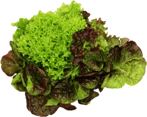 Varietiesof Lettuce PNG image