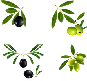 Varietiesof Olives Illustration PNG image