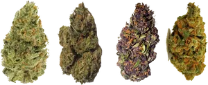 Variety Cannabis Buds PNG image