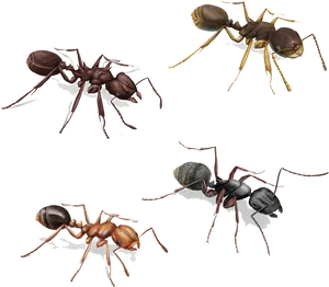Variety_of_ Ants_ Illustration PNG image