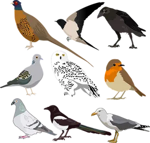 Variety_of_ Birds_ Illustration