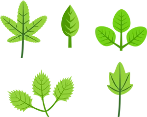 Variety_of_ Green_ Leaves_ Vector PNG image