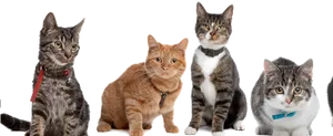 Varietyof Cats Posing