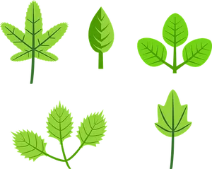 Varietyof Green Leaves Illustration