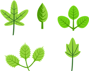 Varietyof Green Leaves Illustration PNG image