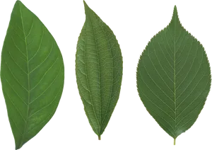 Varietyof Green Leaves PNG image