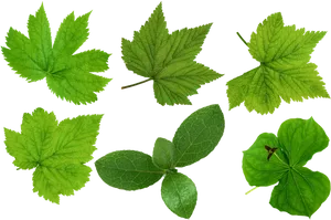 Varietyof Green Leaveson Black Background.jpg PNG image