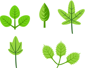 Varietyof Herbal Leaves Illustration PNG image