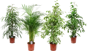 Varietyof Indoor Potted Plants PNG image