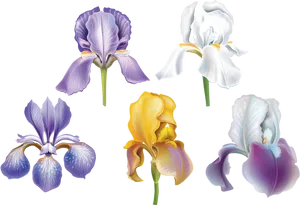 Varietyof Irises Illustration PNG image