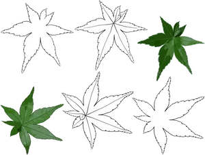 Varietyof Leaves Illustration PNG image