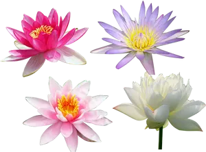 Varietyof Lotus Flowers PNG image