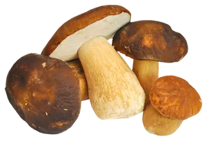 Varietyof Mushrooms Isolated PNG image