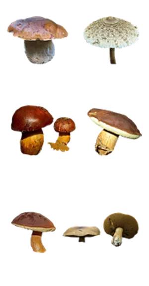Varietyof Mushroomson Black Background.jpg PNG image