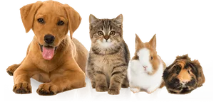 Varietyof Pets Together PNG image