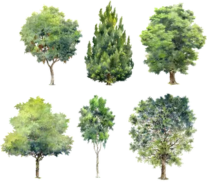 Varietyof Trees Watercolor Illustrations PNG image