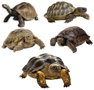 Varietyof Turtles PNG image