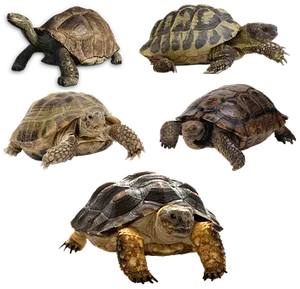 Varietyof Turtles Black Background PNG image