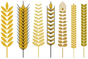 Varietyof Wheat Ears Vector Illustration PNG image