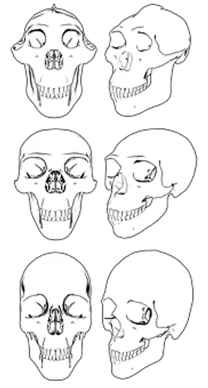 Various Skull Angles Illustration