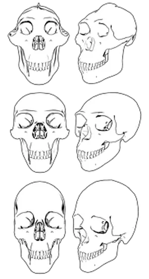 Various Skull Views Illustration PNG image