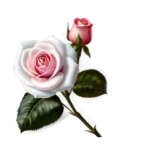 Vector Rose D PNG image