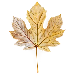 Veined Fall Leaf Png Usn15 PNG image