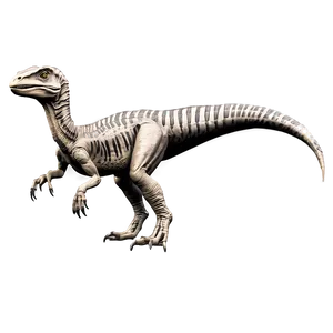Velociraptor Comparative Anatomy PNG 06202024