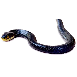 Venomous Black Snake Graphic Png Wth65 PNG image