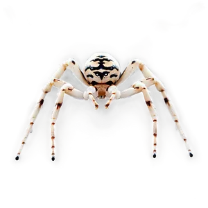 Venomous Spider Png Byi58 PNG image