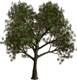 Verdant_ Tree_ Against_ Sky PNG image