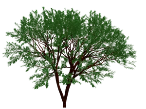 Verdant_ Tree_ Black_ Background