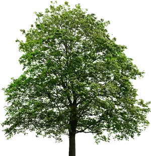 Verdant Tree Isolatedon Black Background