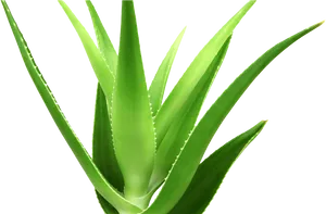 Vibrant Aloe Vera Plant PNG image