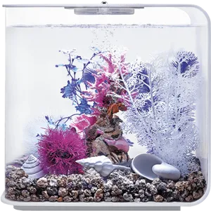 Vibrant Aquarium Coral Display PNG image