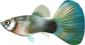 Vibrant Aquarium Fish Illustration PNG image