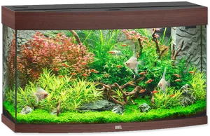 Vibrant Aquarium Setup PNG