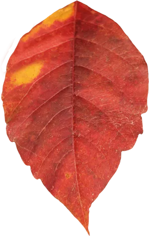 Vibrant Autumn Leaf Texture PNG image