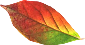 Vibrant Autumn Leaf Transition PNG image