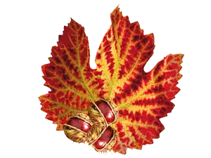 Vibrant Autumn Leafwith Seeds.jpg