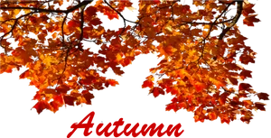 Vibrant Autumn Leaves PNG image