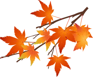 Vibrant Autumn Leaves PNG image