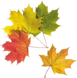 Vibrant Autumn Leaves Collection PNG image