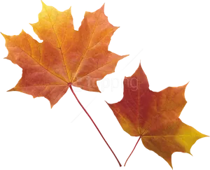 Vibrant Autumn Leaves.png PNG image