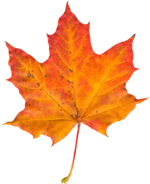 Vibrant Autumn Maple Leaf PNG image