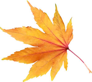 Vibrant Autumn Maple Leaf PNG image