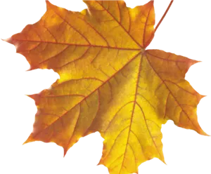 Vibrant Autumn Maple Leaf.png PNG image