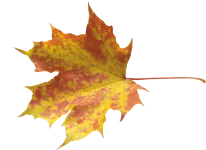 Vibrant Autumn Maple Leaf.png PNG image