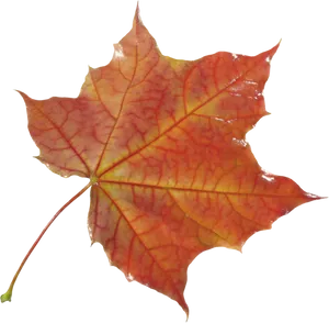 Vibrant Autumn Maple Leaf.png PNG image